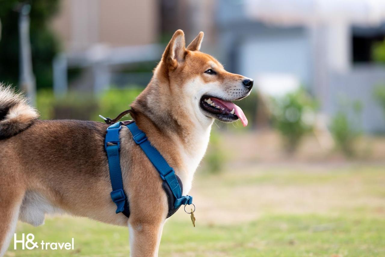 Taitung Rainbow Pet Friendly Maison Resort Bagian luar foto